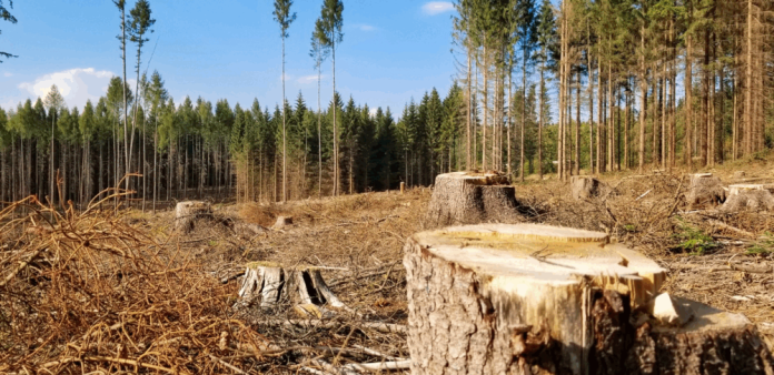 Колишнього керівника ДСНС Франківщини підозрюють у незаконній вирубці лісу на 7 мільйонів