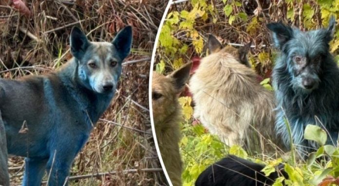 Невідомі зміни в Чорнобильській зоні: собаки з блакитним відтінком шерсті Невідомі зміни в Чорнобильській зоні: собаки з блакитним відтінком шерсті