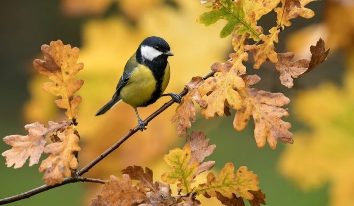 Погода у середині тижня: дощі відступають, але осіння прохолода зберігається
