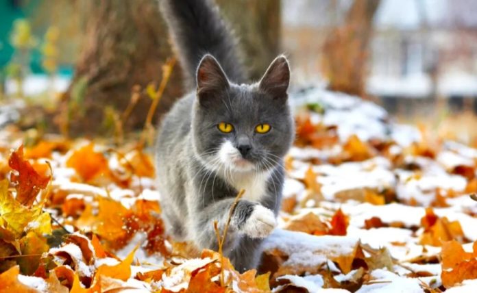 Календар подій на 16 листопада: поєднання духовних традицій, суспільних ініціатив і нагадування про турботу про себе