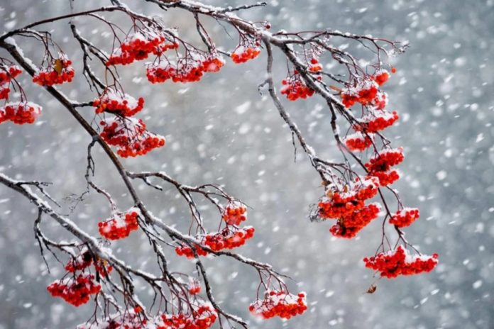 Міжнародний день рідної мови: значення та традиції 21 лютого